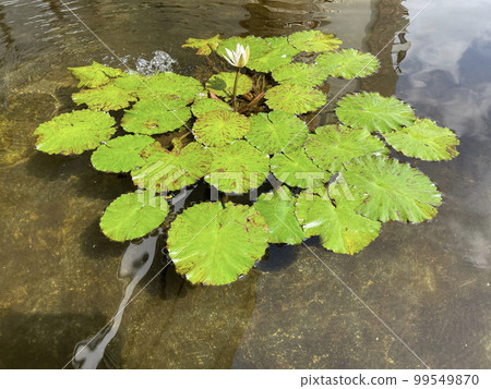 Selective focus of koi fish pond or brocade carp, with lotus plant on the water in modern pond design Selective focus of koi fish pond or brocade carp, with lotus plant on the water in modern pond design 99549870