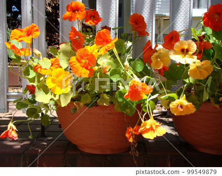 旱金蓮屬 99549879