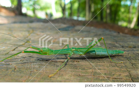 A stick insect on a stump A stick insect on a stump 99549920