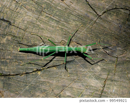 A stick insect on a stump A stick insect on a stump 99549921