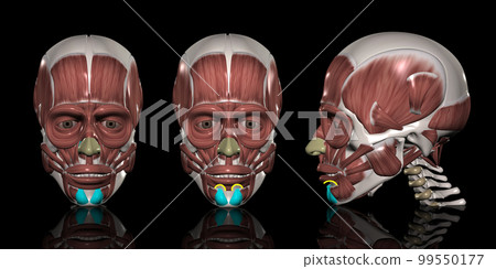 Human head muscle (mental muscle) 99550177