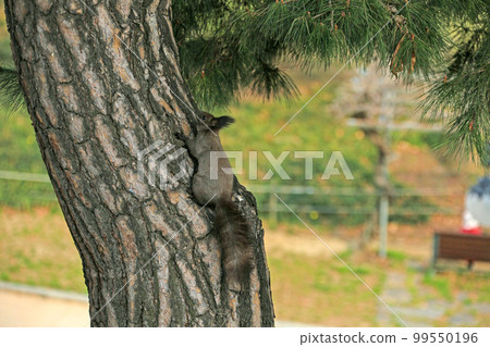 Olympic Park Songpa-gu Seoul 99550196