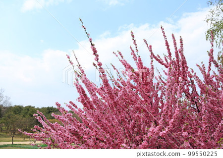 Olympic Park Songpa-gu Seoul Olympic Park Songpa-gu Seoul 99550225