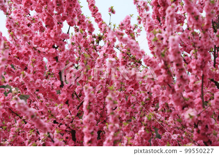 Olympic Park Songpa-gu Seoul Olympic Park Songpa-gu Seoul 99550227
