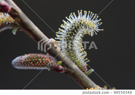 Willow Flower Willow Flower 99550349