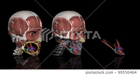 人體頭部肌肉（舌骨舌肌） 99550464