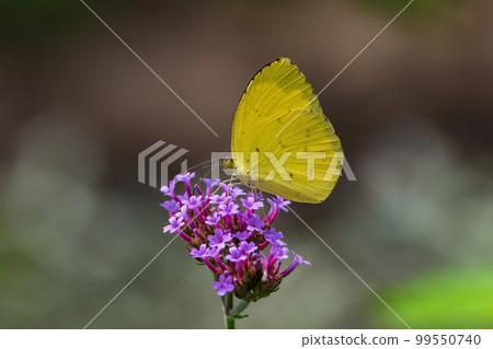 菊苣吸花蜂蜜 菊苣吸花蜂蜜 99550740