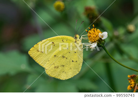 Eurema sulcatus sucking nectar Eurema sulcatus sucking nectar 99550743