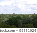 Amazon forest (near Manaus) 99551024