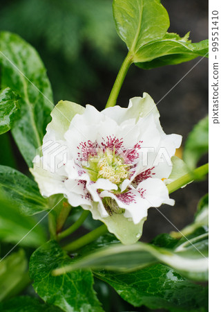 Beautiful white pink flower of Hellebore Oriental Double Ellen White Spotted Beautiful white pink flower of Hellebore Oriental Double Ellen White Spotted 99551410