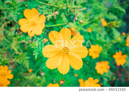 沖繩盛開的黃色波斯菊 沖繩盛開的黃色波斯菊 99552585