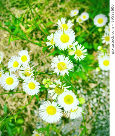 pretty roadside pretty roadside 99552600