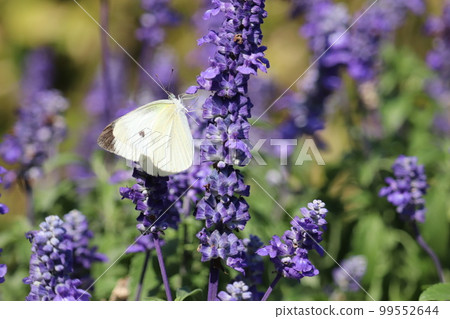 cabbage butterfly and purple flower 99552644