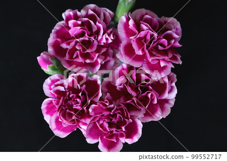 Purple carnation flowers on a table indoors Purple carnation flowers on a table indoors 99552717