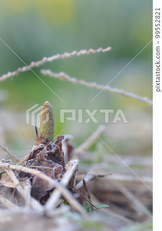 Horsetail in early spring is energetic (image of spring color) 99552821