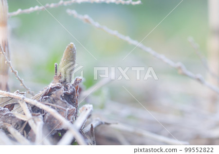 Horsetail in early spring is energetic (image of spring color) 99552822