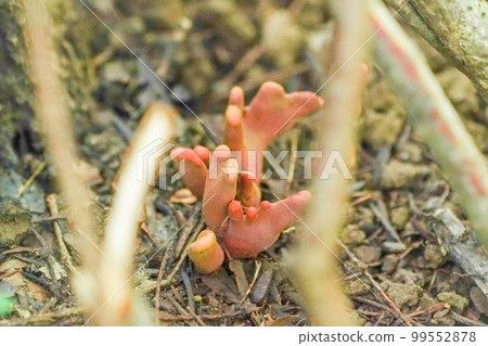 Deadly Poison Kaentake 99552878