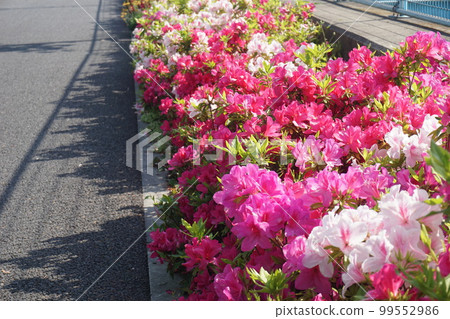 映山紅 映山紅 99552986