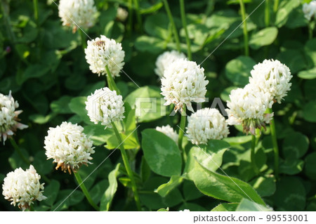 白三葉草 99553001