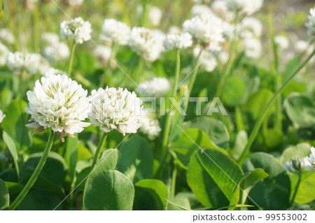 白三葉草 99553002