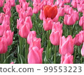 鬱金香 99553223