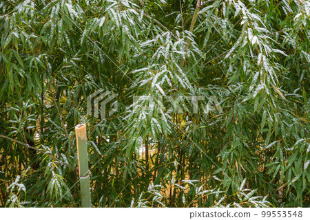 Bamboo leaves and light snow [Nagano Prefecture] 99553548