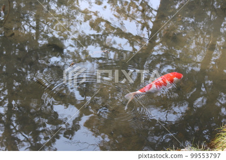 京都市東山區天珠庵、蹴上站、京都市營地鐵、庭園、東西線、琵琶湖運河、禦朱院、枯山水庭園、枯山水 99553797