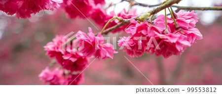 Sakura Sakura Taiwan Yae Sakura Pink sakura Taiwan Sakura さくら Yae Sakura ヤエザクラ Sakura Sakura Taiwan Yae Sakura Pink sakura Taiwan Sakura さくら Yae Sakura ヤエザクラ 99553812