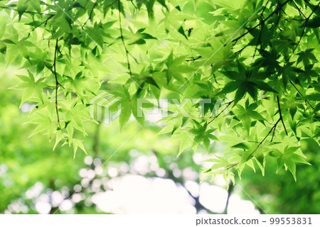 藍楓 藍楓 99553831