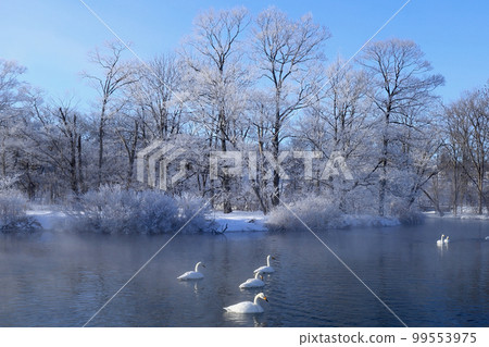 Trees and swans whitened by hoarfrost 99553975