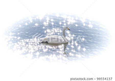 Swans on the surface of the river glittering in the backlight Swans on the surface of the river glittering in the backlight 99554137