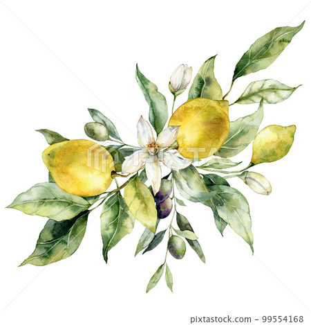 Watercolor tropical bouquet of ripe lemons, olives, flowers and leaves. Hand painted branch of fresh fruits isolated on white background. Tasty food illustration for design, print, fabric, background. Watercolor tropical bouquet of ripe lemons, olives, flowers and leaves. Hand painted branch of fresh fruits isolated on white background. Tasty food illustration for design, print, fabric, background. 99554168
