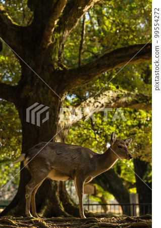 Wild deer in Nara Park, Nara City, Nara Prefecture, Japan Wild deer in Nara Park, Nara City, Nara Prefecture, Japan 99554272