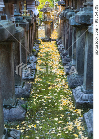 Kasuga Taisha lanterns and fallen ginkgo leaves in Nara Park, Nara City, Nara Prefecture, Japan 99554308