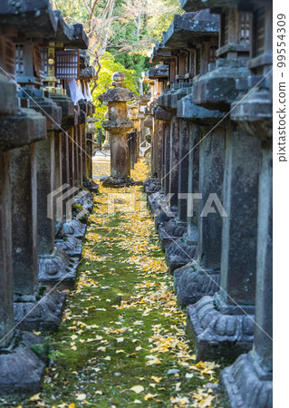 Kasuga Taisha lanterns and fallen ginkgo leaves in Nara Park, Nara City, Nara Prefecture, Japan 99554309