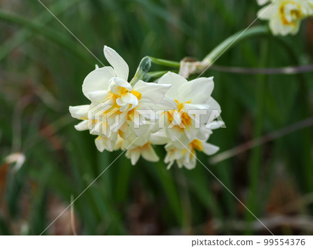 Double-flowered daffodils 99554376
