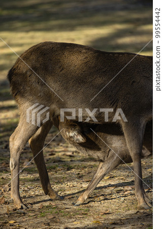 Wild deer in Nara Park, Nara City, Nara Prefecture, Japan 99554442