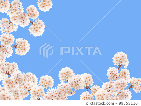 櫻花 99555116