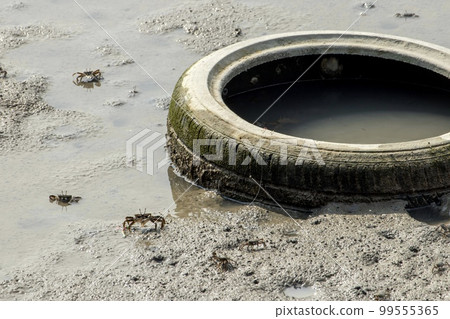 Fujimae Tidal Flat Illegally Dumped Garbage and Crabs in the Tidal Flat Fujimae Tidal Flat Illegally Dumped Garbage and Crabs in the Tidal Flat 99555365