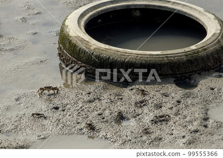 Fujimae Tidal Flat Illegally Dumped Garbage and Crabs in the Tidal Flat Fujimae Tidal Flat Illegally Dumped Garbage and Crabs in the Tidal Flat 99555366