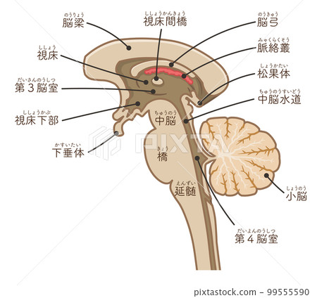 Illustration of the brain, brainstem and cerebellum 99555590