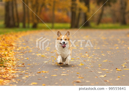 Cute welsh corgi pembroke dog running in autumn park 99555641