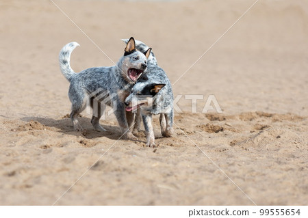 Two little puppies of australian cattle dog or blue heeler playing together on sand at nature 99555654