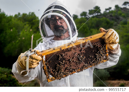 Beekeeper with honeycomb and honeycomb removal tool in field 99555717