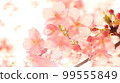 Sakura (size 16:9) 99555849