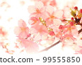 Cherry Blossoms	 99555850