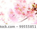 Cherry Blossoms	 99555851