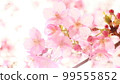 Sakura (16:9) 99555852