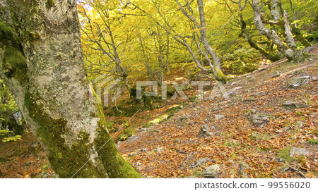 Hayedo de la Pedrosa Beech  Forest, Spain 99556020