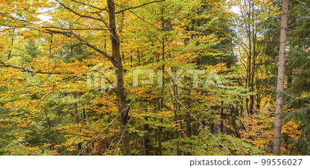 Autumn Mixed Forest, Fussen, Germany 99556027
